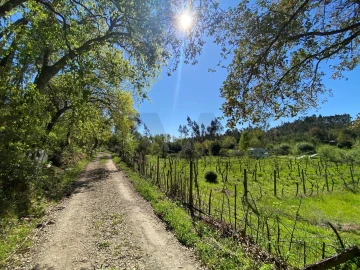 Terreno para Venda em Cabeçudo
