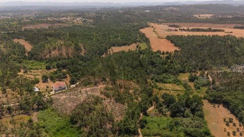 Terreno para Venda em Cabeçudo