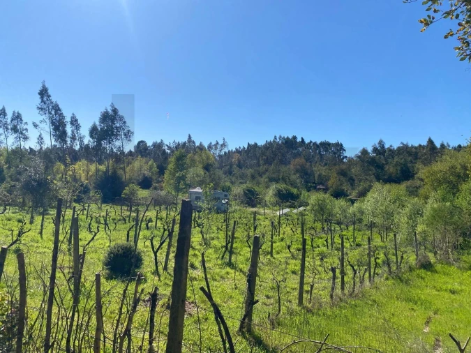 Terreno para Venda em Cabeçudo Foto 14