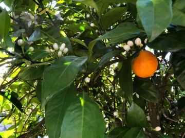 Moradia T2 para Venda em Barroca