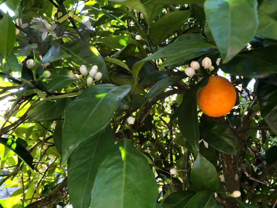 Moradia T2 para Venda em Barroca Foto 33