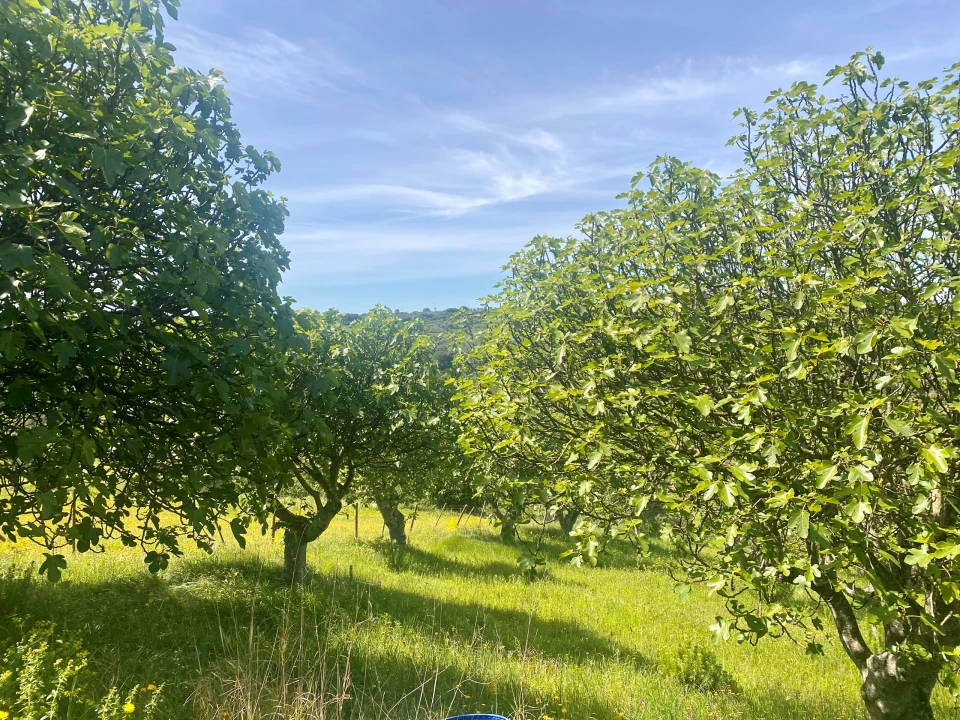 Terreno para Venda em Pernes Foto 10