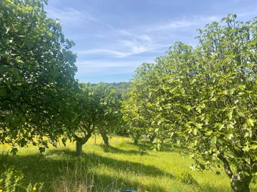 Terreno para Venda em Pernes
