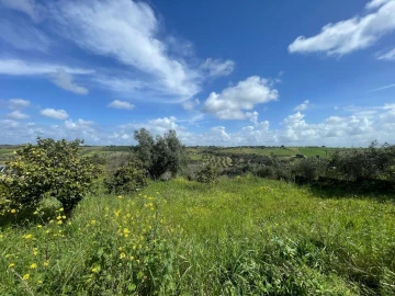 Terreno para Venda em Abitureiras