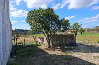 Terreno para Venda em Almoster