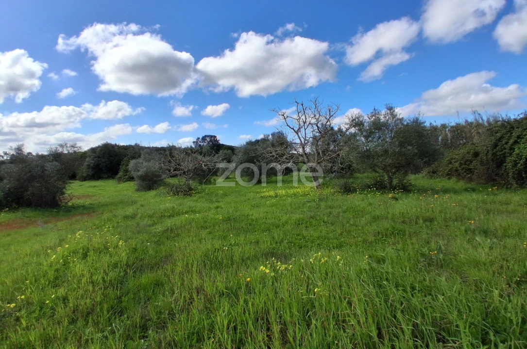 Terreno para Venda em Almoster Foto 15