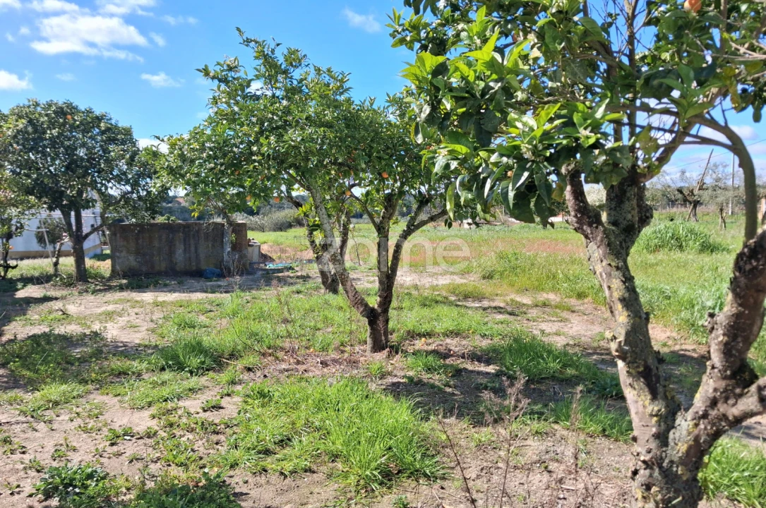 Terreno para Venda em Almoster Foto 7