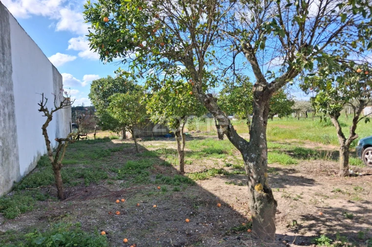 Terreno para Venda em Almoster Foto 5