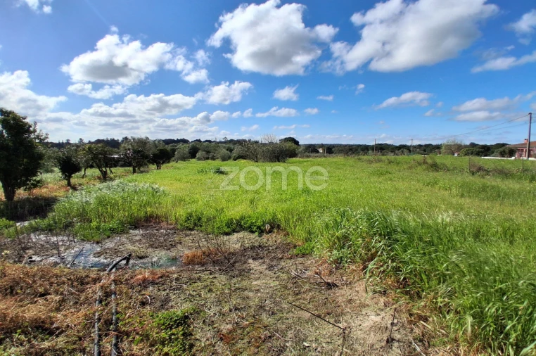 Terreno para Venda em Almoster Foto 11
