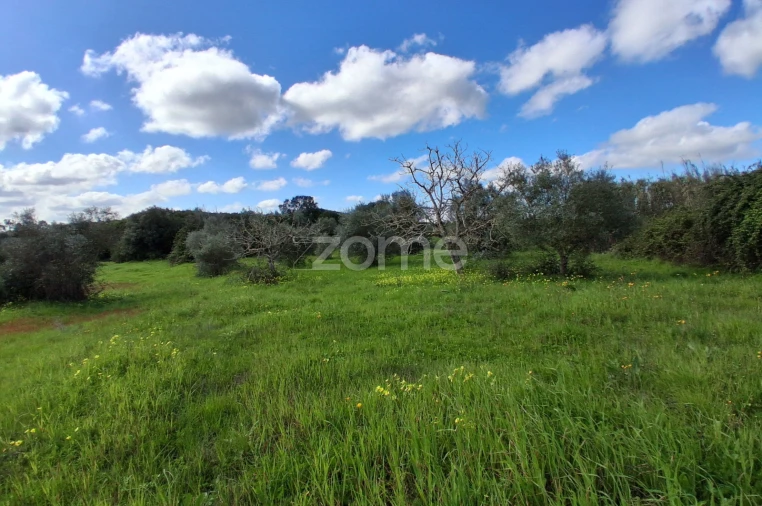 Terreno para Venda em Almoster Foto 15