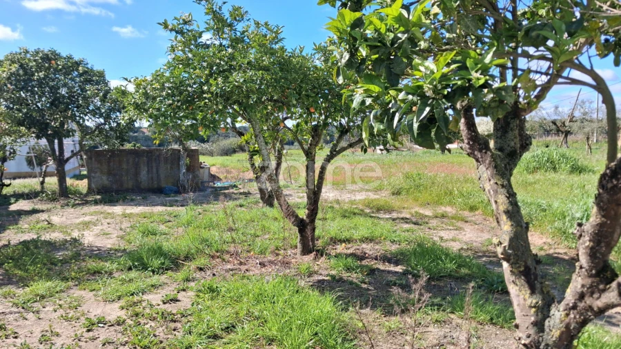 Terreno para Venda em Almoster