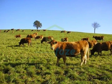Quinta para Venda em Redondo