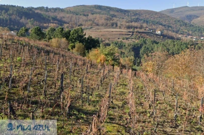 Terreno Misto para Venda em Vila Marim