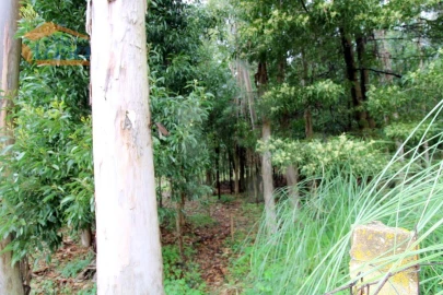 Terreno Agricola ou Rústico para Venda em Rio Meão