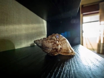 Apartamento T1 para Venda em Silveira