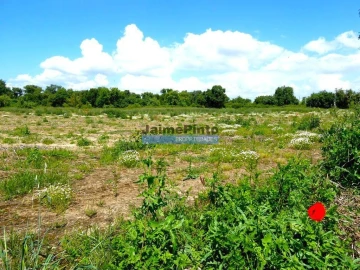 Terreno Agricola ou Rústico para Venda em Muge