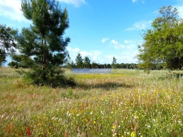 Terreno Agricola ou Rústico para Venda em Muge