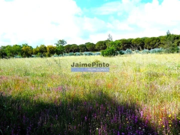 Terreno Agricola ou Rústico para Venda em Muge