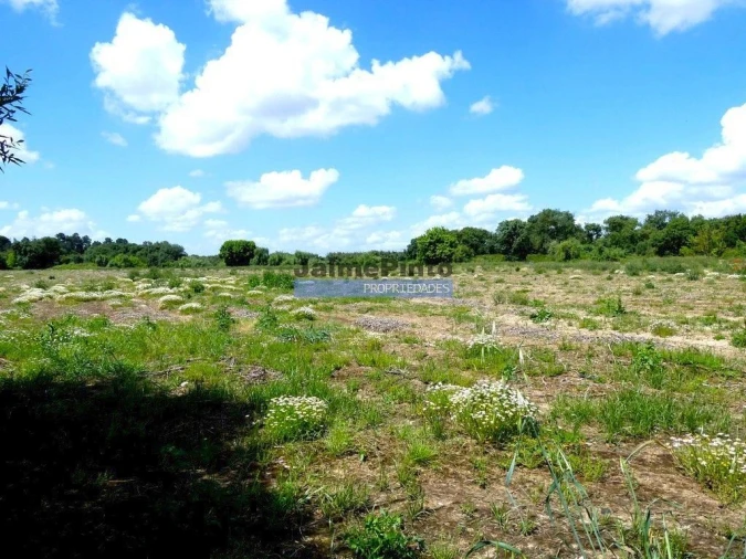 Terreno Agricola ou Rústico para Venda em Muge Foto 8