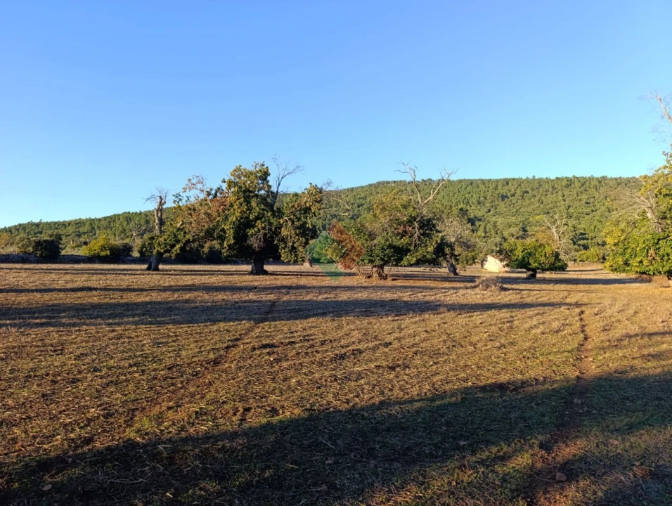 Terreno Agricola ou Rústico para Venda em São Salvador da Aramenha Foto 23