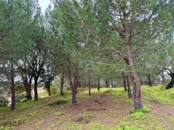 Terreno para Venda em Cartaxo e Vale da Pinta