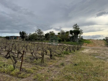 Terreno para Venda em Cartaxo e Vale da Pinta