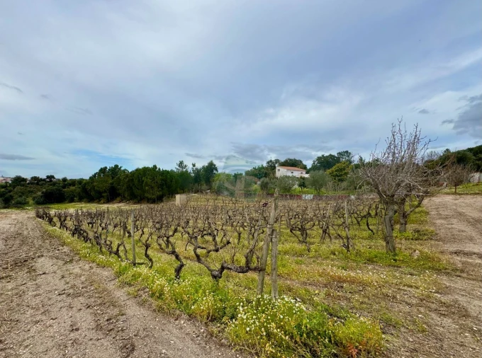 Terreno para Venda em Cartaxo e Vale da Pinta Foto 12