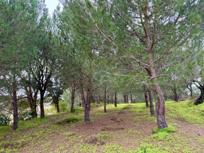 Terreno para Venda em Cartaxo e Vale da Pinta Foto 16