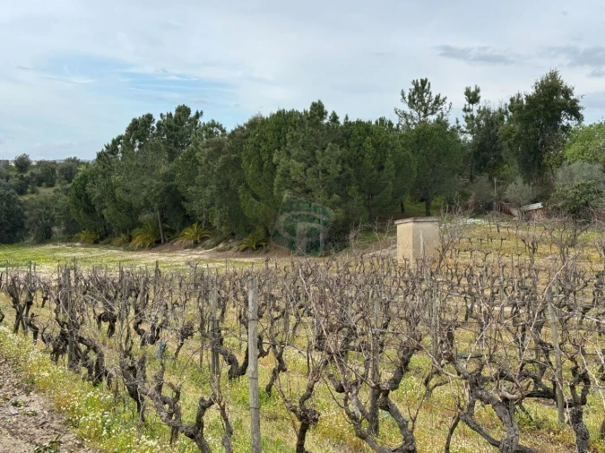 Terreno para Venda em Cartaxo e Vale da Pinta Foto 20