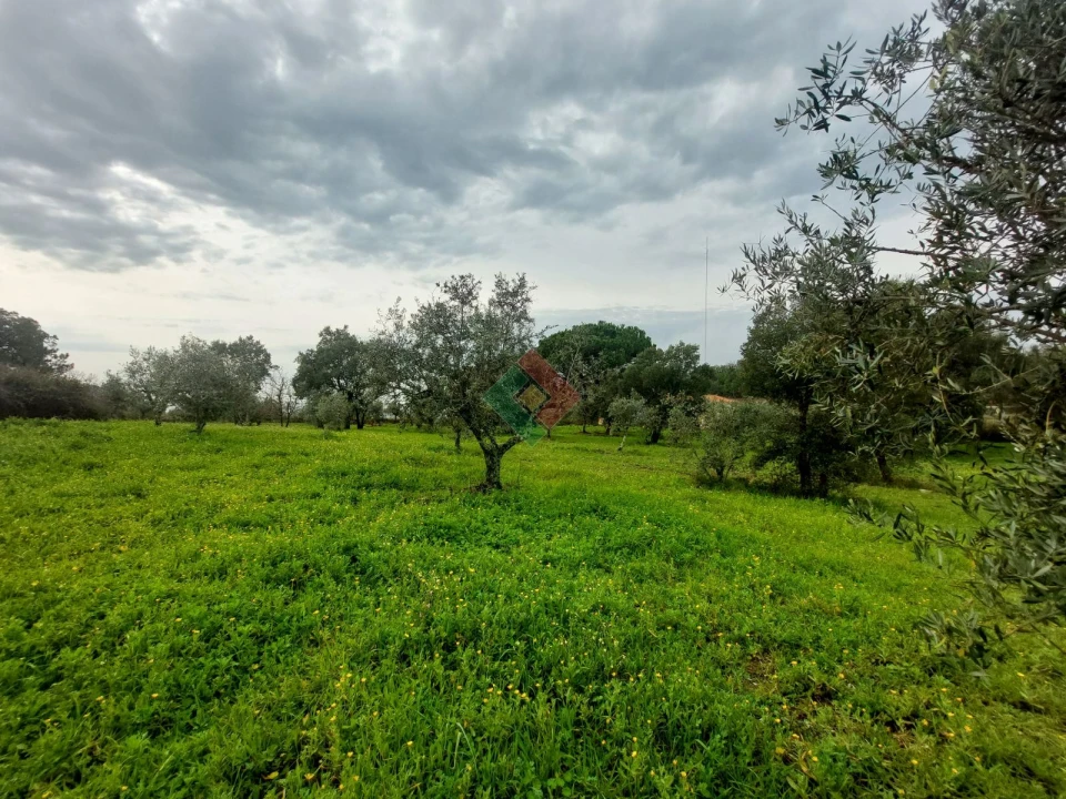 Quinta T9 para Venda em Sé e São Lourenço Foto 5