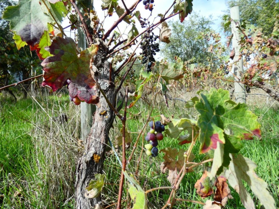 Terreno Agricola ou Rústico para Venda em Nossa Senhora da Graça de Povoa e Meadas Foto 8