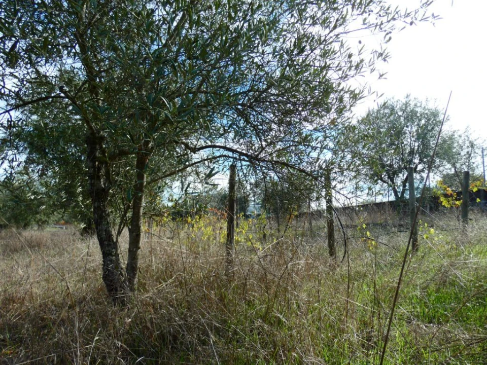 Terreno Agricola ou Rústico para Venda em Nossa Senhora da Graça de Povoa e Meadas Foto 14
