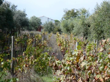 Terreno Agricola ou Rústico para Venda em Nossa Senhora da Graça de Povoa e Meadas