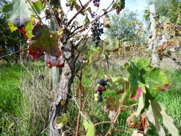 Terreno Agricola ou Rústico para Venda em Nossa Senhora da Graça de Povoa e Meadas