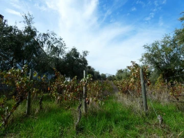 Terreno Agricola ou Rústico para Venda em Nossa Senhora da Graça de Povoa e Meadas