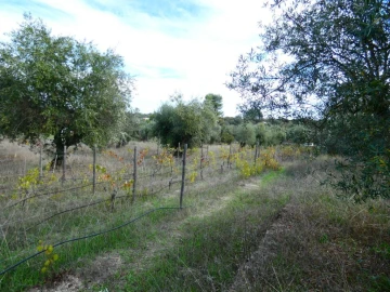 Terreno Agricola ou Rústico para Venda em Nossa Senhora da Graça de Povoa e Meadas