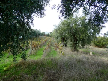 Terreno Agricola ou Rústico para Venda em Nossa Senhora da Graça de Povoa e Meadas
