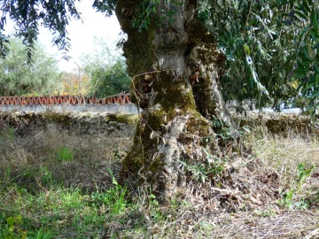Terreno Agricola ou Rústico para Venda em Nossa Senhora da Graça de Povoa e Meadas