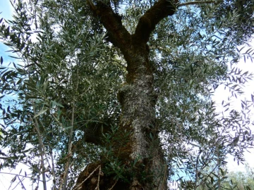 Terreno Agricola ou Rústico para Venda em Nossa Senhora da Graça de Povoa e Meadas