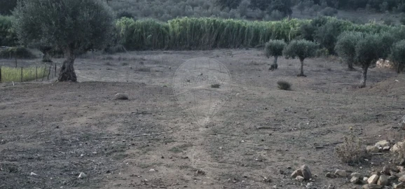 Terreno Agricola ou Rústico para Venda em Abrantes (São Vicente e São João) e Alferrarede