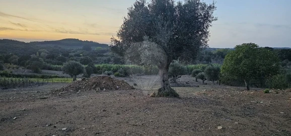 Terreno Agricola ou Rústico para Venda em Abrantes (São Vicente e São João) e Alferrarede