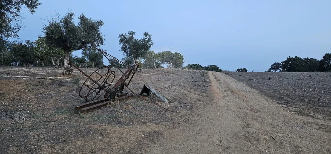 Terreno Agricola ou Rústico para Venda em Abrantes (São Vicente e São João) e Alferrarede Foto 7