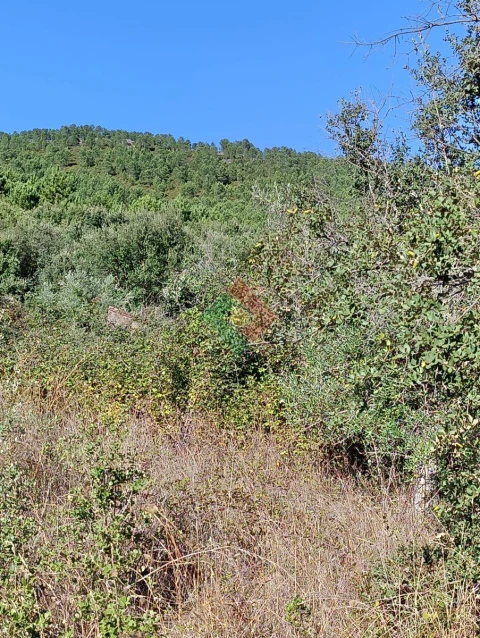 Terreno Agricola ou Rústico para Venda em São Salvador da Aramenha