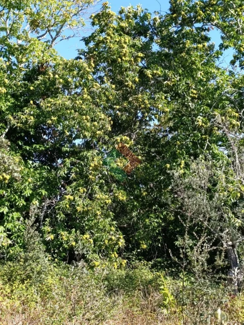 Terreno Agricola ou Rústico para Venda em São Salvador da Aramenha