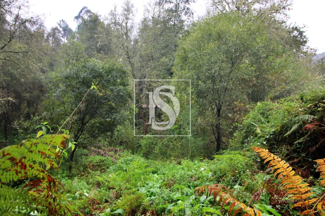 Quinta T0 para Venda em Formariz e Ferreira Foto 1