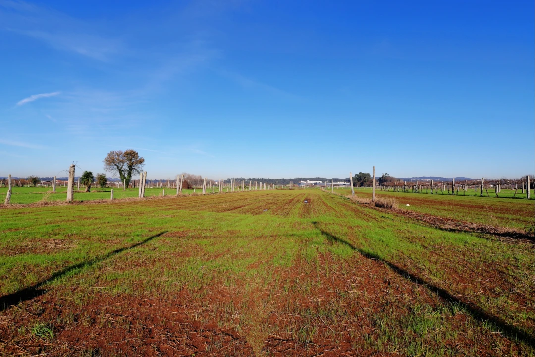 Terreno para Venda em Bougado (São Martinho e Santiago) Foto 1