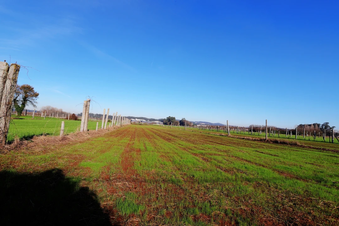 Terreno para Venda em Bougado (São Martinho e Santiago) Foto 7