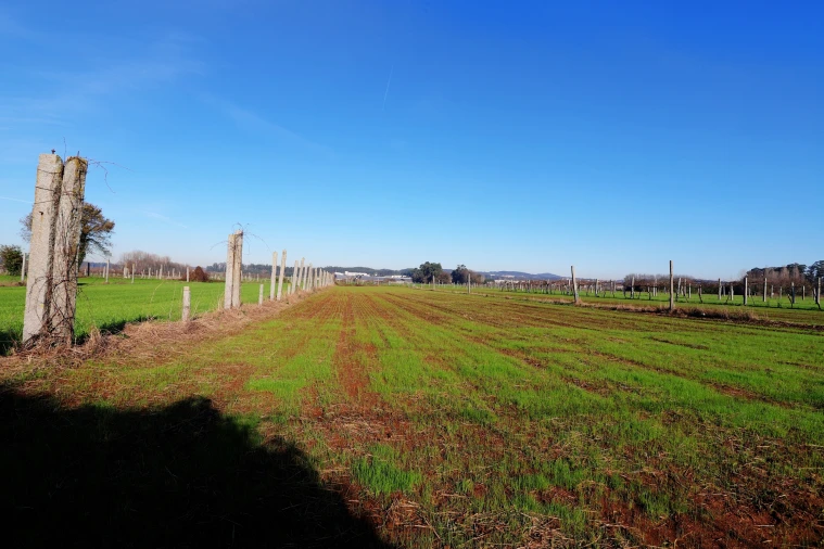 Terreno para Venda em Bougado (São Martinho e Santiago) Foto 5