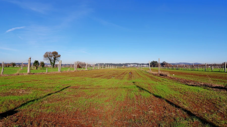 Terreno Agricola ou Rústico para Venda em Bougado (São Martinho e Santiago)