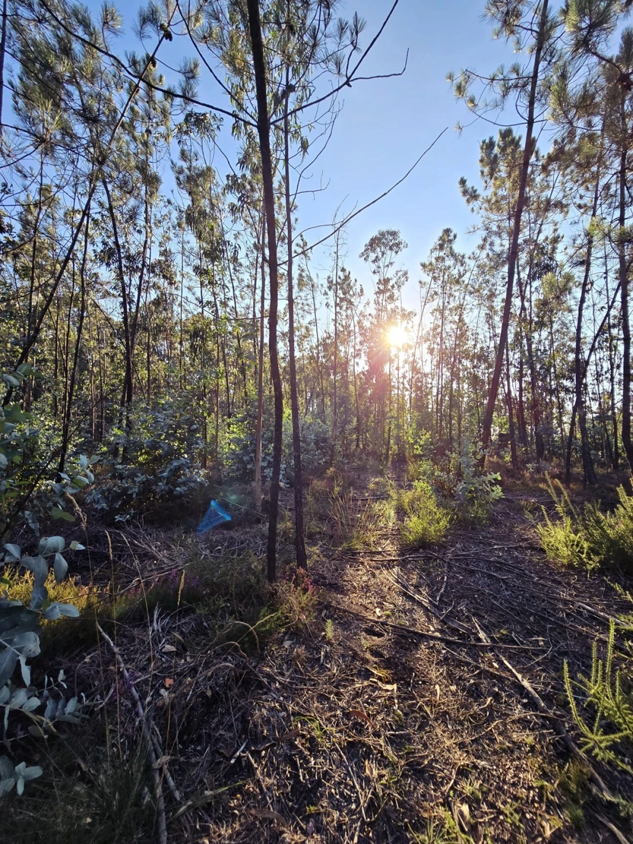 Terreno para Venda em Laundos Foto 4